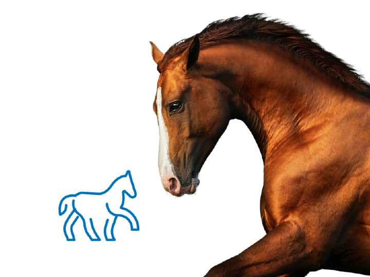 HOEV Einsatzbereich Header Bewegungsapparat 1000x750px HOEV Einsatzbereich Header Bewegungsapparat 1000x750px